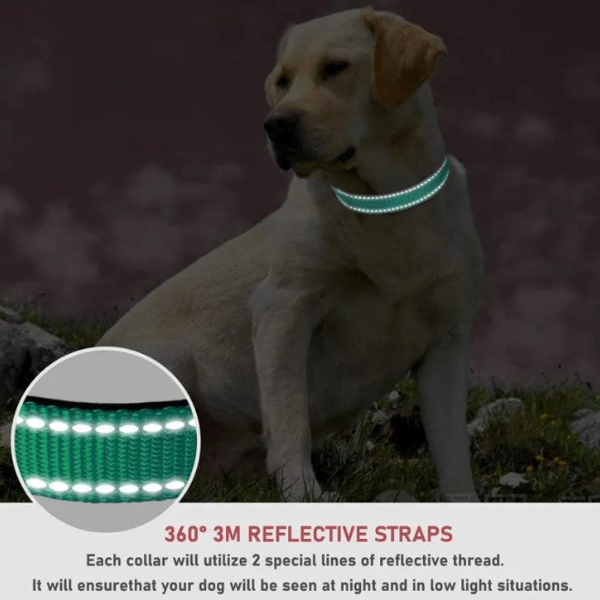 Collare per cani con cinturino pettorale regolabile