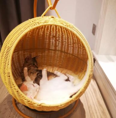 Cesto sospeso in Rattan per gatti