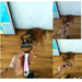 Grooming Brush for Pet Dog Cat Deshedding Tool Rake Comb Fur Remover Reduce 2-Side Dematting Tool for Dogs Cats Pets Grooming Brush Double Sided Shedding and Dematting Undercoat Rake Hair Removal Comb